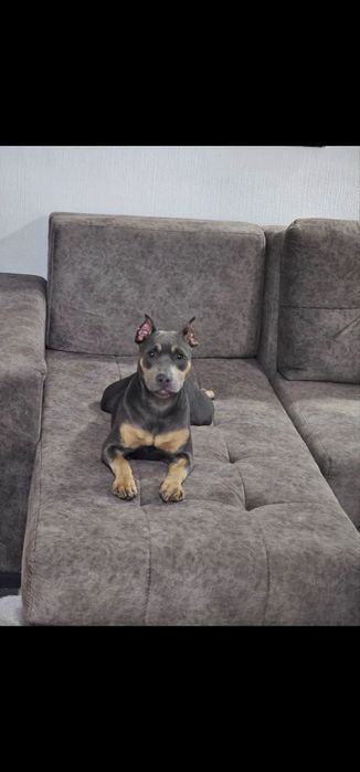 Помогите пропала девочка американский питубельтерьер 2 годаи за 300уе.