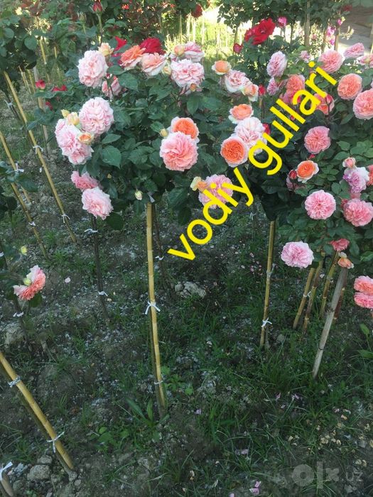Декоратив гуллар