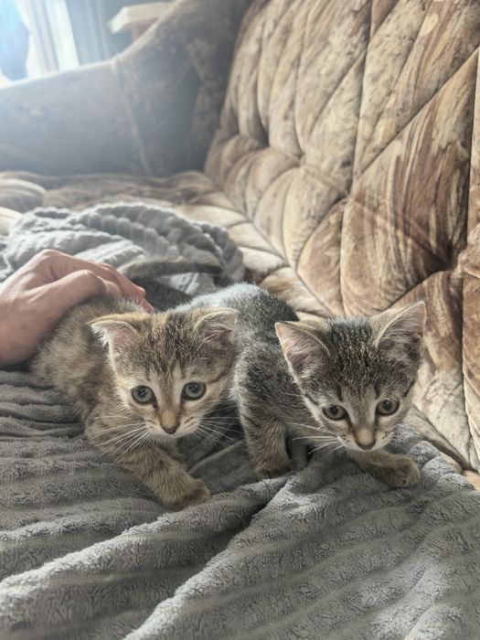 Домашние кошки отдам бесплатно