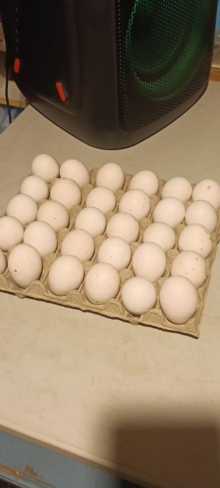 Ouă incubat incubator pui argintiu italian