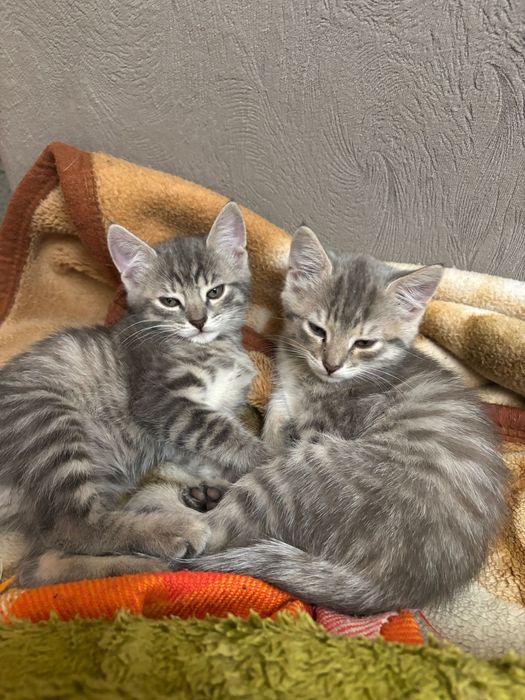 Отдам котят бесплатно