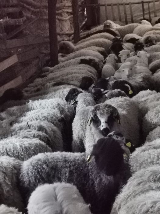 Mieluțe si berbecuți