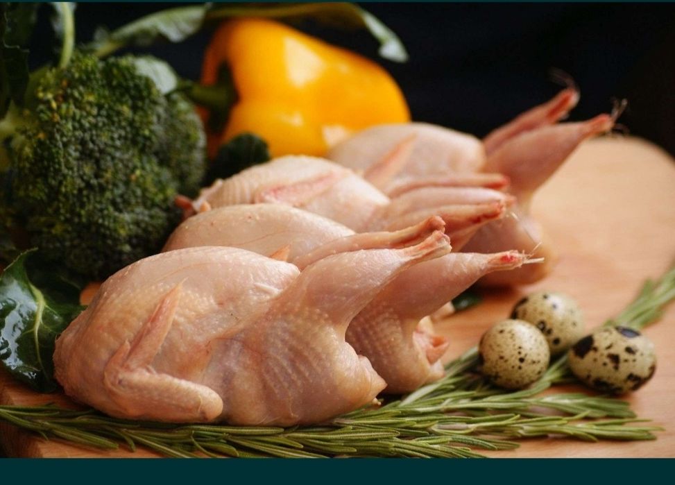 Перепелка бөдене