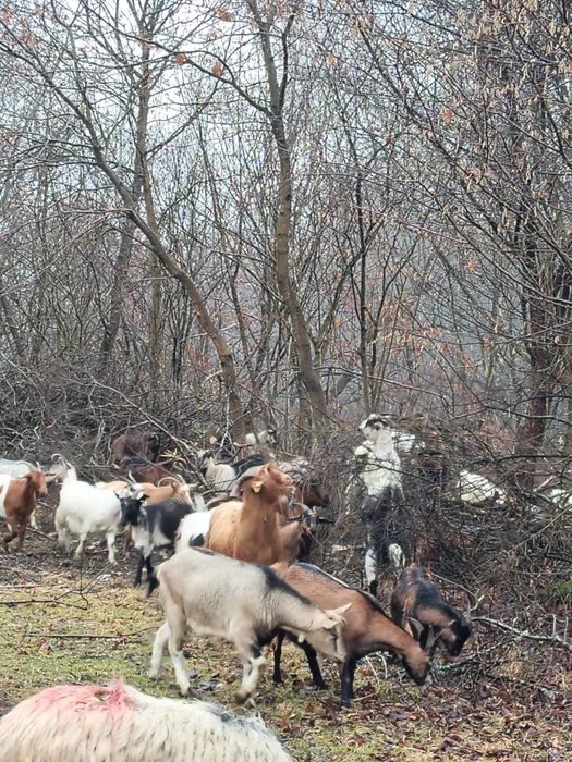 Vând 10 capre gestanta