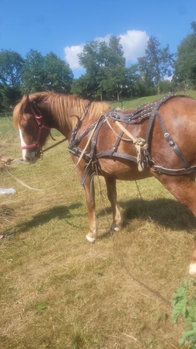 De vânzare sau schimb cu auto