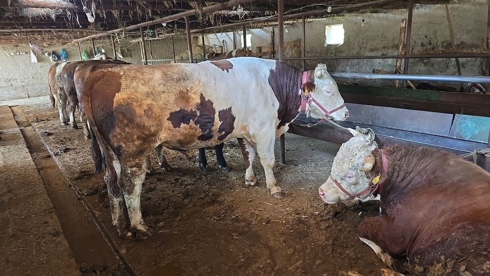 Har xil chetdan keltirilgan naslli mollar mavjud.
Sifatli va toza zotl