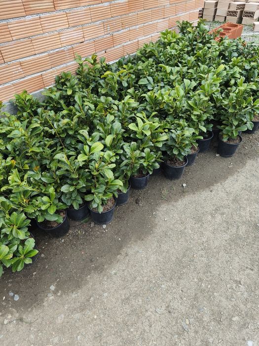 Лавровишна около 50 см цена 10 лв