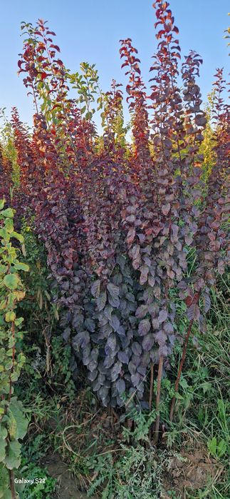 Кошет ассортимент. Саженцы ассортимент