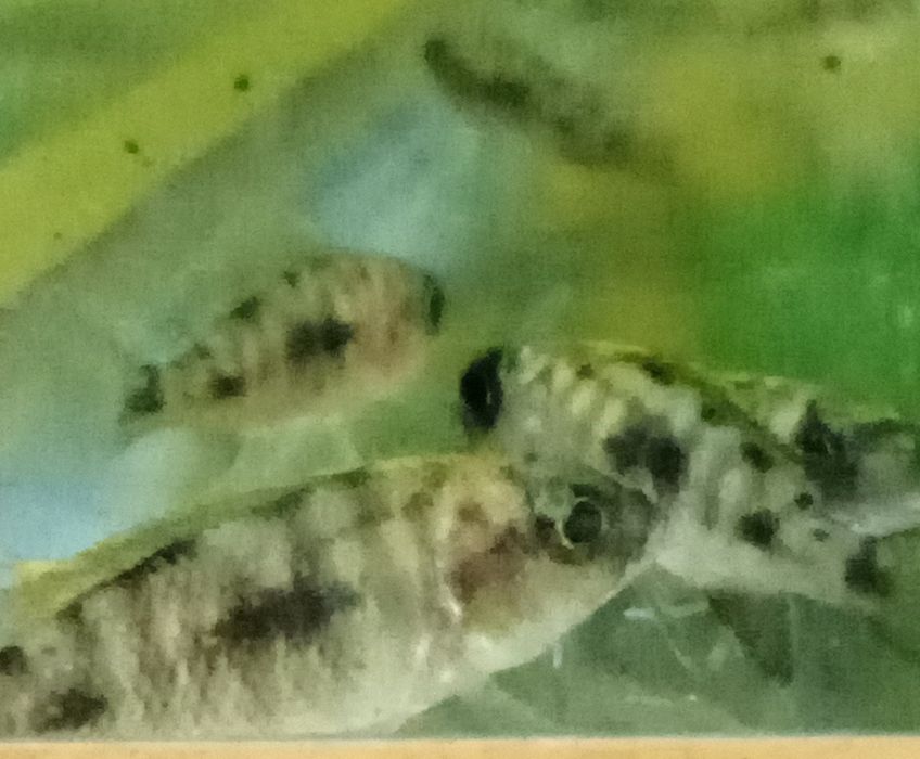 Цихлида Отофаринкс Зимбабве рок