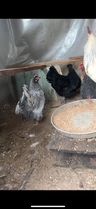 Тауық сатылады.