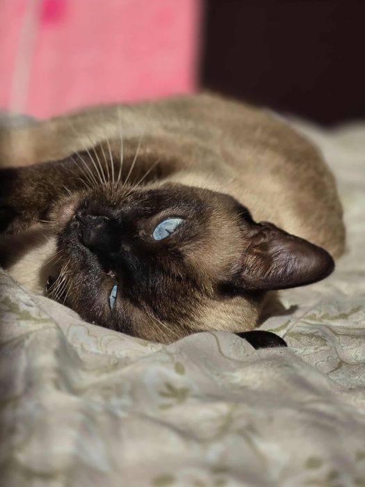 Продавам Сиамска котка