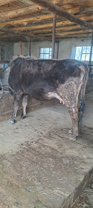 Продаётся швед корова