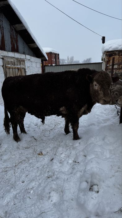 Сатылымда тұқымдыққа : Екі бұқа Аулекөл 2 , жасар Ақ бас 3