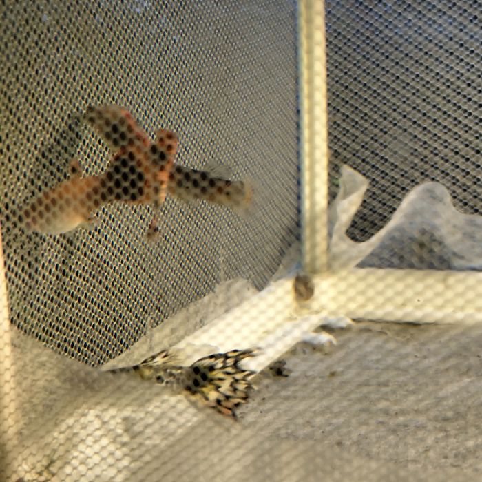 Продам гуппи самцы