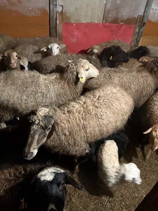 бараны кой сатылымда