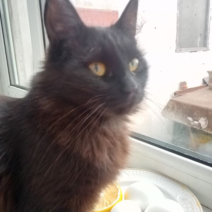 Отдам в хорошие руки