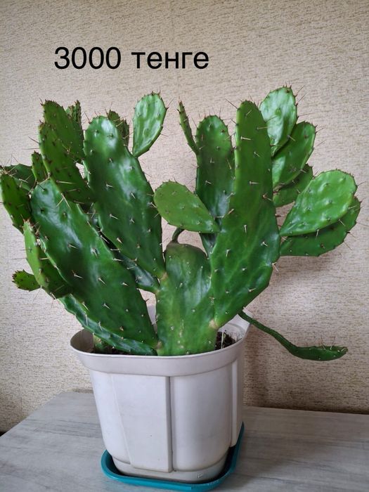 Комнатные растения