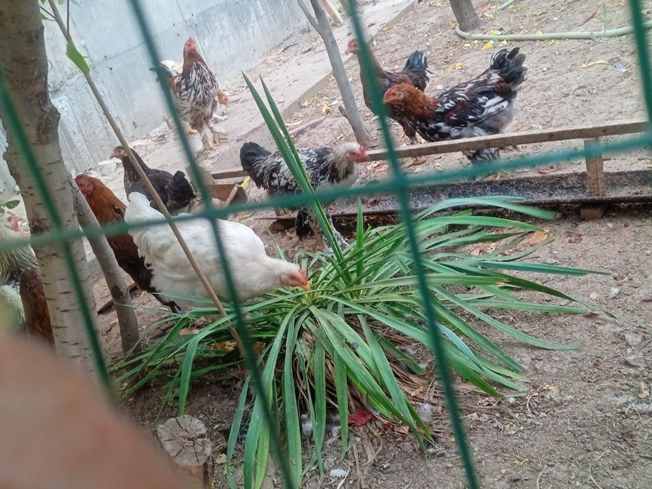 Xoʻrozlar sotiladi!