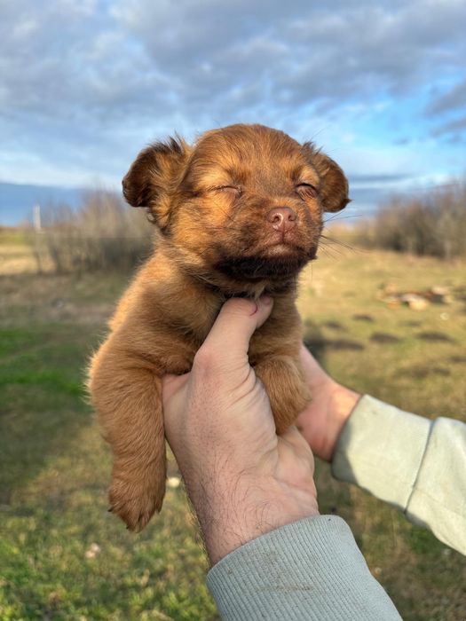 Ofer caței in spre adopție gratis!