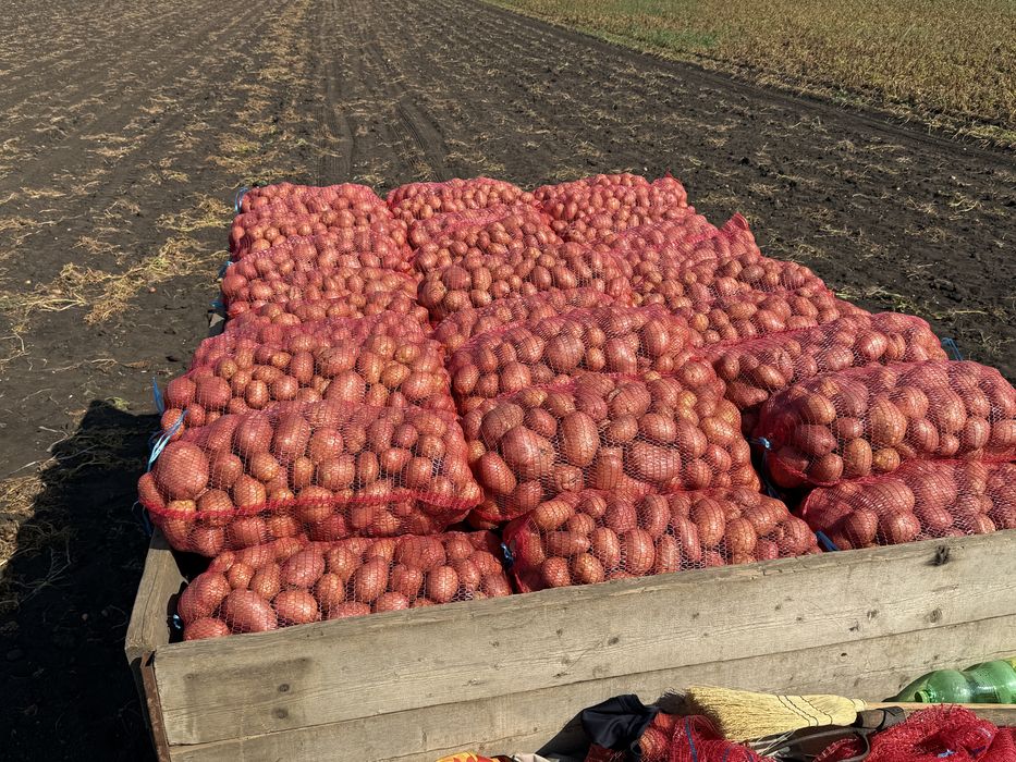 Cartofi de consum si samanta