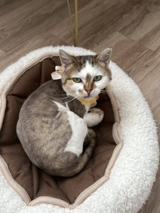 Pisica iubitoare si blanda spre adoptie