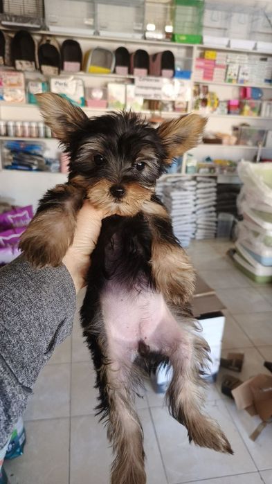 Продаются щенки йоркширского терьера