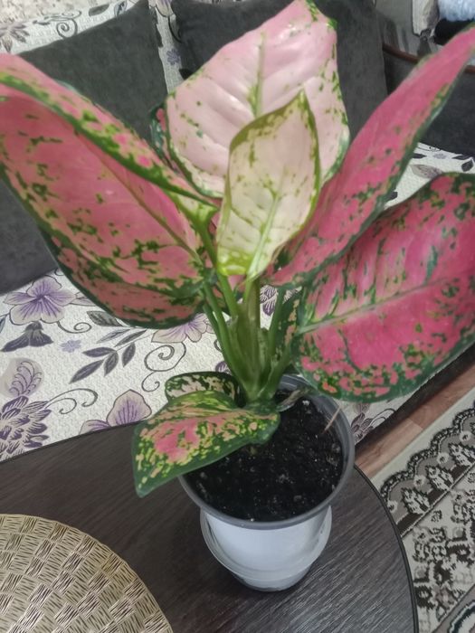 Аглаонему продам