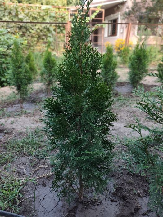 Продам саженцы туи смарагд