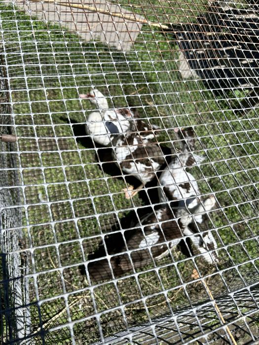 Продаются молодые уточки