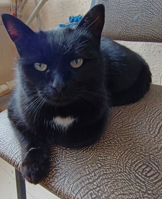 Отдам взрослого кота.