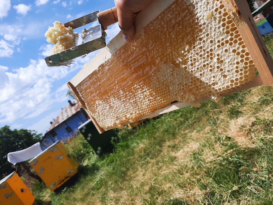 Miere de albine 2023-2024