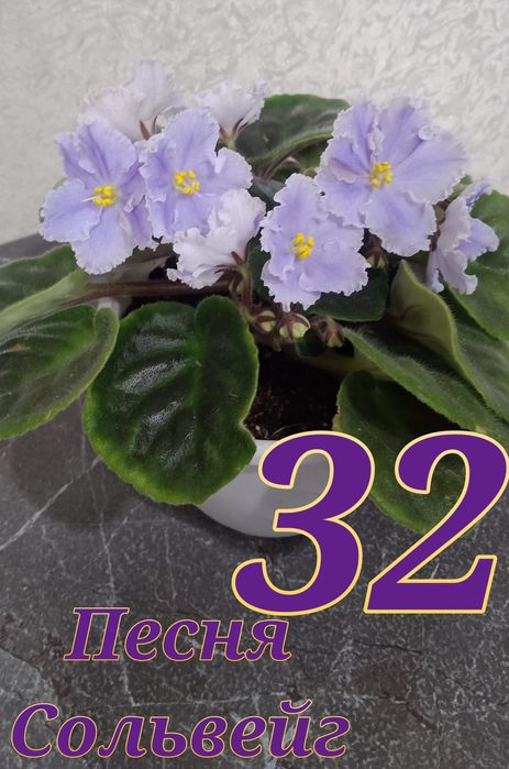 Продам сортовые фиалки