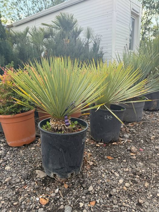 Amenajare gradina cu gazon rulou si plante ornamentale