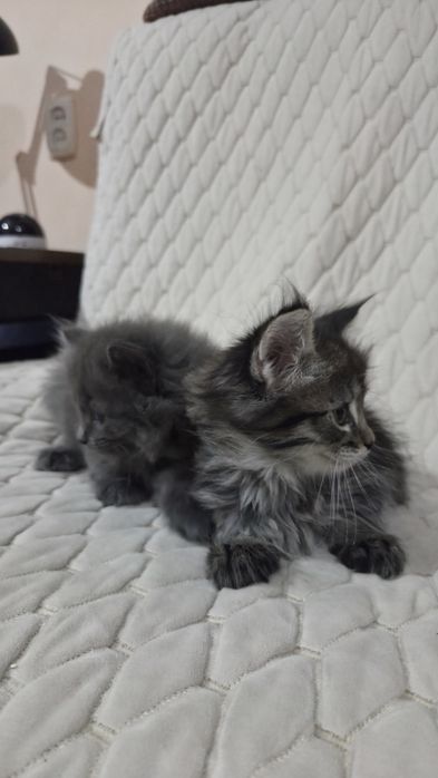 Отдам котят пушистиков