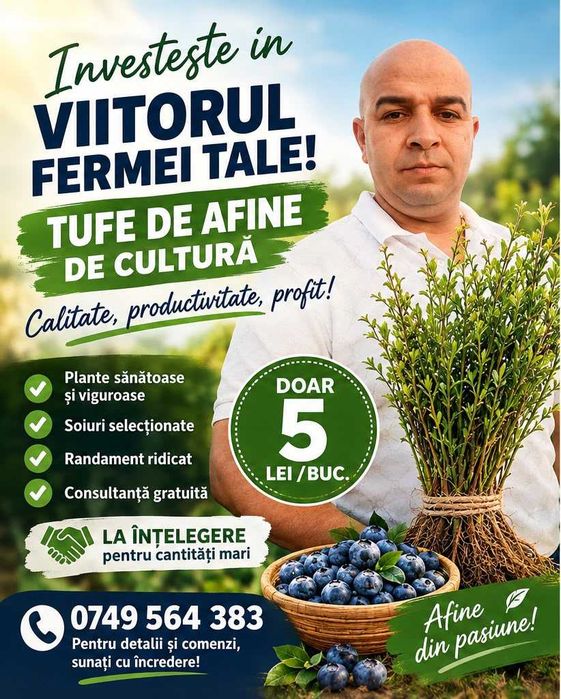 Afine pentru plantare | 5 lei angro | 10 lei/bucată