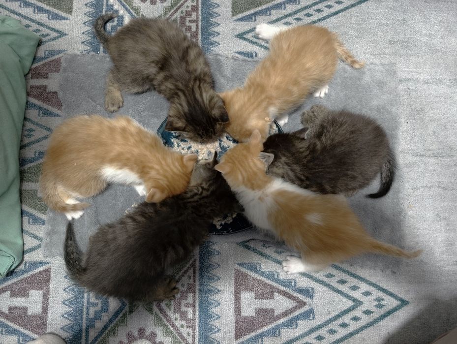 Сладкие котята, 1 месяц