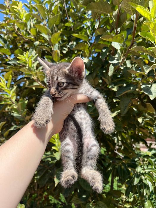 Маленькие котята