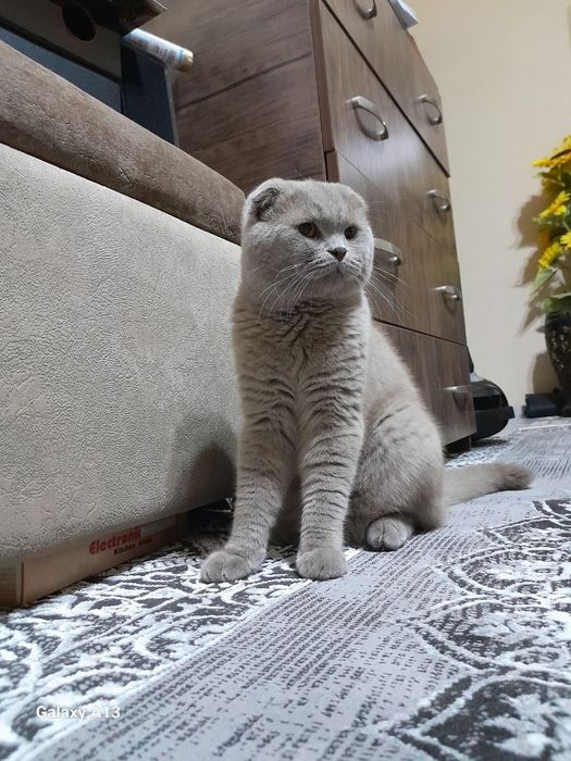 Шотландский скоттиш фолд на вязку!