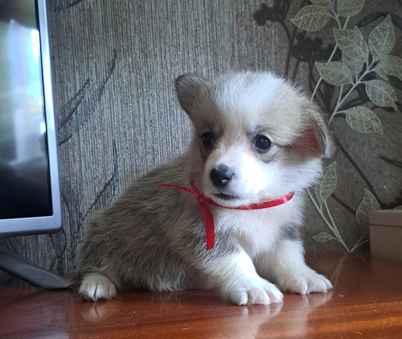 Вельш Корги Пемброк