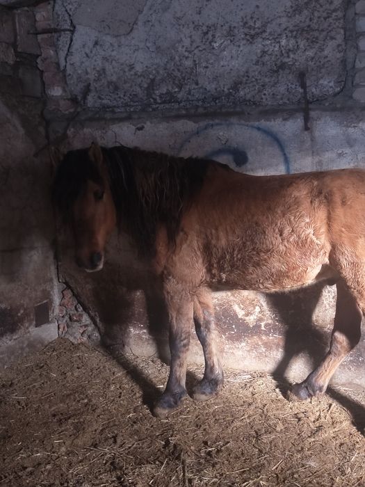 продам муғалжара либо обмен на бие