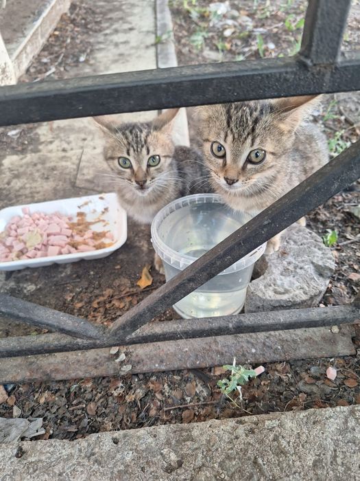 Кошечка и котик в добрые руки.