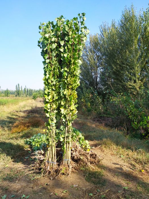 Terak Tut sotiladi. Терак Тут бор