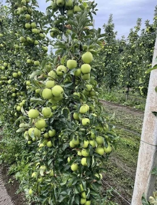 Pomi columnari calitatea 1