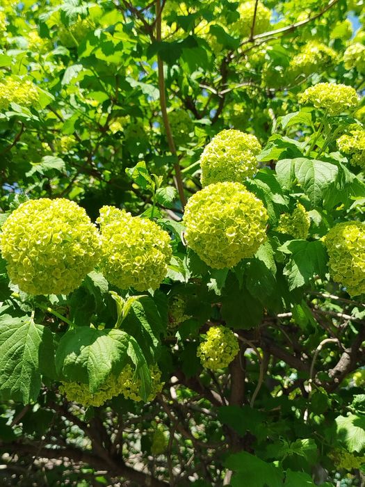 Продам бульданежь на подходе