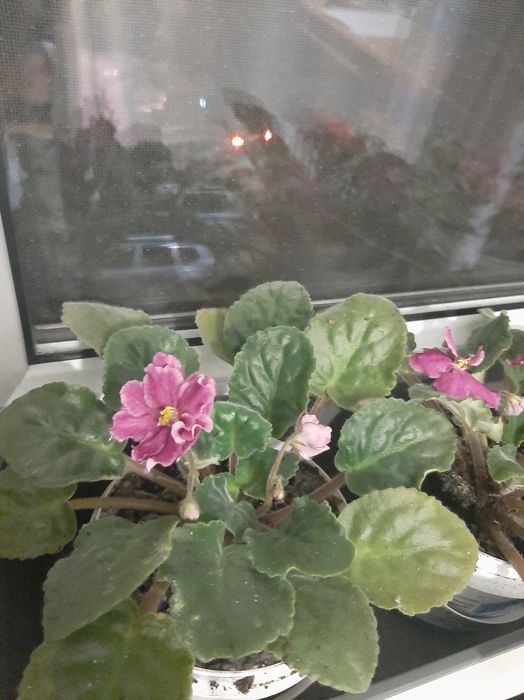 Продам сортовые фиалки