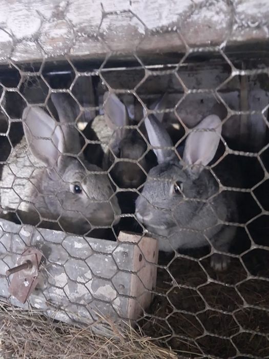 Продоется кролики