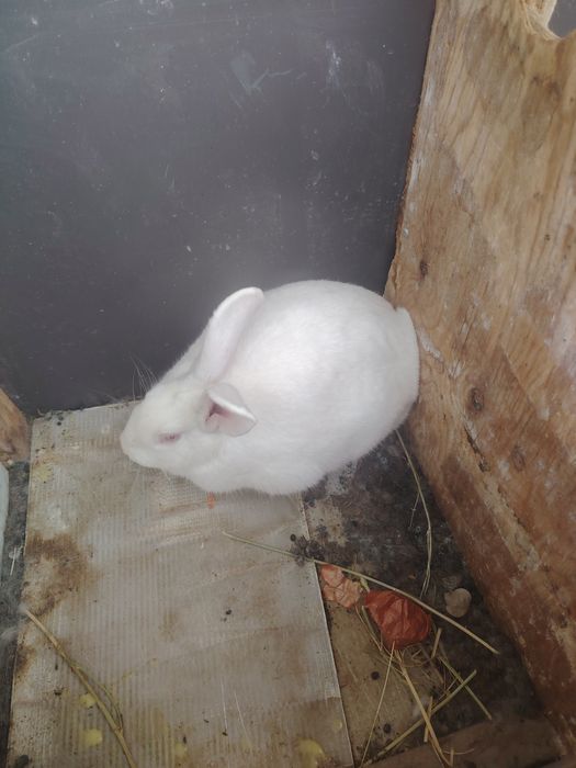 Quyon va quyon bollari