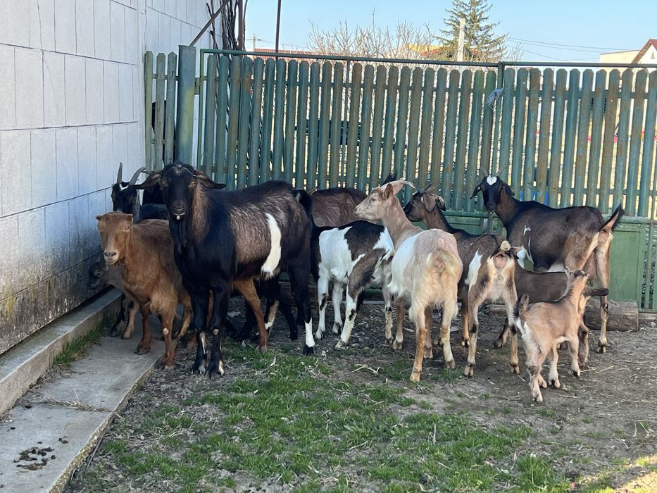 Capre cu lapte, tap si iezi pentru paste