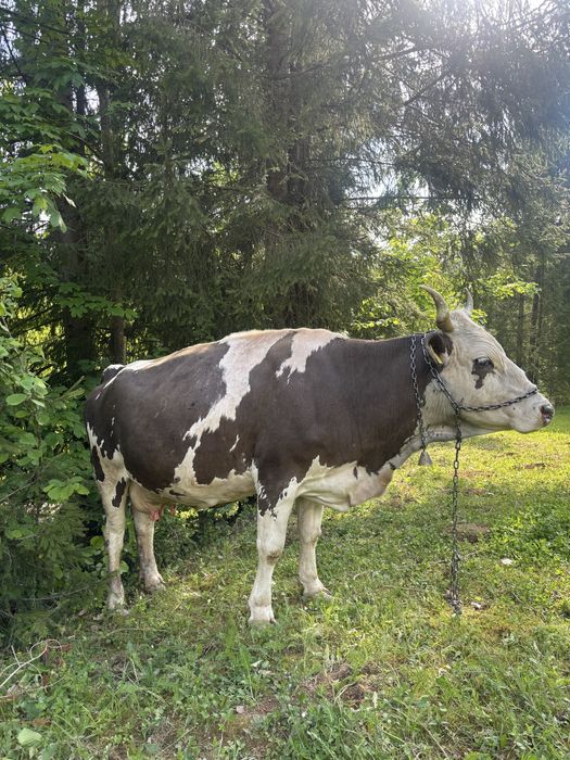Vand vaca gestanta