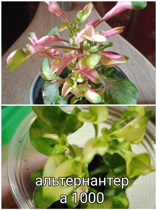 Продам домашнии цветы